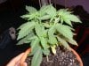 rhino grow 052.jpg