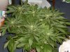 rhino grow 057.jpg