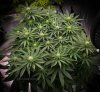 grow-with-medicgrow-smart8-spacementgrown-day21flower.jpg