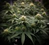 grow-with-medicgrow-smart8-spacementgrown-day21flower-2.jpg