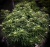 grow-with-medicgrow-smart8-spacementgrown-day21flower-3.jpg