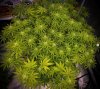 grow-with-medicgrow-smart8-spacementgrown-day21flower-5.jpg