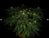 grow-with-medicgrow-smart8-spacementgrown-day23-3.jpg