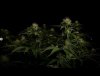 grow-with-medicgrow-smart8-spacementgrown-day23-7.jpg