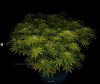 grow-with-medicgrow-smart8-spacementgrown-day23-12.jpg