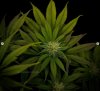 grow-with-medicgrow-smart8-spacementgrown-day23-14.jpg