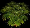 grow-with-medicgrow-smart8-spacementgrown-day23-15.jpg