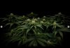 grow-with-medicgrow-smart8-spacementgrown-day23flower-3.jpg