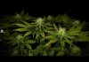 grow-with-medicgrow-smart8-spacementgrown-day23flower-6.jpg