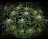 grow-with-medicgrow-smart8-spacementgrown-day26flower.jpg