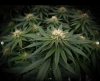 grow-with-medicgrow-smart8-spacementgrown-day26flower-2.jpg