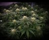 grow-with-medicgrow-smart8-spacementgrown-day26flower-3.jpg