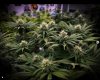 grow-with-medicgrow-smart8-spacementgrown-day26flower-6.jpg