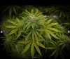 grow-with-medicgrow-smart8-spacementgrown-day26flower-7.jpg