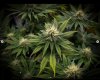 grow-with-medicgrow-smart8-spacementgrown-day26flower-8.jpg