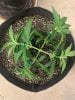 5561345_grow-journal-by-leastexpectedgrowerdutch-passiondurban-poison.jpg