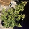 5339507_grow-journal-by-leastexpectedgrowergrowerschoiceseedsnorthern-lights-autoflowering.jpg