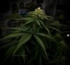 grow-with-medicgrow-smart8-spacementgrown-day28flower.jpg