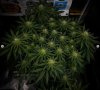 grow-with-medicgrow-smart8-spacementgrown-day28flower-1.jpg