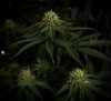 grow-with-medicgrow-smart8-spacementgrown-day28flower-2.jpg