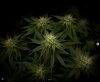 grow-with-medicgrow-smart8-spacementgrown-day28flower-3.jpg