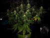 grow-with-medicgrow-smart8-spacementgrown-day28flower-5.jpg