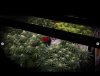 grow-with-medicgrow-smart8-spacementgrown-day28flower-10.jpg