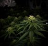 grow-with-medicgrow-smart8-spacementgrown-day28flower-12.jpg