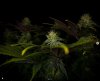 grow-with-medicgrow-smart8-spacementgrown-day30flower-5.jpg