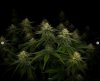 grow-with-medicgrow-smart8-spacementgrown-day30flower-6.jpg