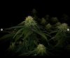 grow-with-medicgrow-smart8-spacementgrown-day30flower-7.jpg