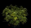 grow-with-medicgrow-smart8-spacementgrown-day30flower-12.jpg