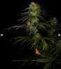 grow-with-medicgrow-smart8-spacementgrown-day30flower-14.jpg