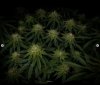 grow-with-medicgrow-smart8-spacementgrown-day30flower-19.jpg