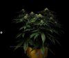 grow-with-medicgrow-smart8-spacementgrown-day30flower-21.jpg