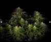 grow-with-medicgrow-smart8-spacementgrown-day30flower-24.jpg