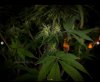 grow-with-medicgrow-smart8-spacementgrown-day30flower-25.jpg