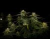 grow-with-medicgrow-smart8-spacementgrown-day30flower-26.jpg