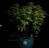 grow-with-medicgrow-smart8-spacementgrown-day30flower-28.jpg