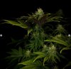 grow-with-medicgrow-smart8-spacementgrown-day30flower-31.jpg