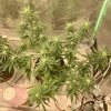 5685704_grow-journal-by-leastexpectedgrowerdutch-passiondurban-poison.jpg