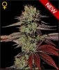 Green_House_Seeds_-_Kings_Kush_Automatic.jpg