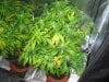 GC May 15 2022, manganese deficiency, right plant.jpg