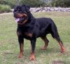 Rottweiler.jpg