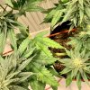 5712993_grow-journal-by-leastexpectedgrowerdutch-passiondurban-poison.jpg