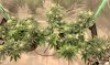 5712994_grow-journal-by-leastexpectedgrowerdutch-passiondurban-poison.jpg