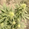 5712992_grow-journal-by-leastexpectedgrowerdutch-passiondurban-poison.jpg