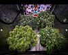 grow-with-medicgrow-smart8-spacementgrown-day35flower-2.jpg