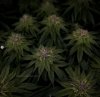 grow-with-medicgrow-smart8-spacementgrown-day36flower-4.jpg