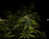 grow-with-medicgrow-smart8-spacementgrown-day36flower-8.jpg